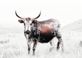 Canvas Wall Art Home Decor - Nguni Bull 01