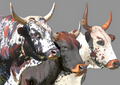 Canvas Wall Art Home Decor - Nguni Cattle 02
