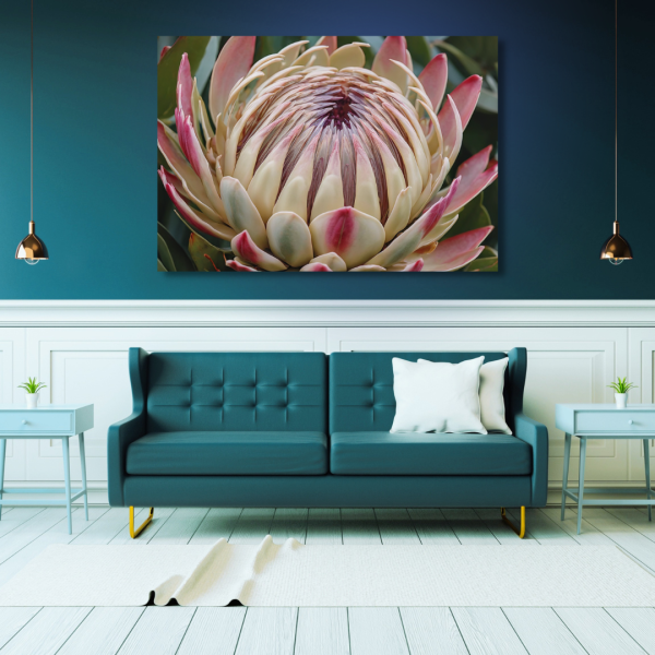 Protea Flower 01